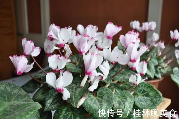 4种花身材不大,花量却怪“吓人”,深秋花开一大片,美翻了
