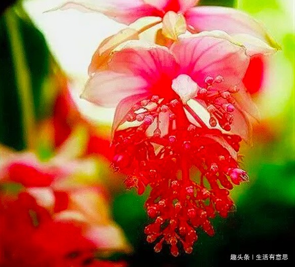 别再用淘米水、黄豆水了，这“水”才是养花“万能水”，养啥旺啥