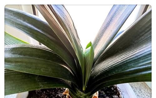 君子兰春天能晒太阳吗？