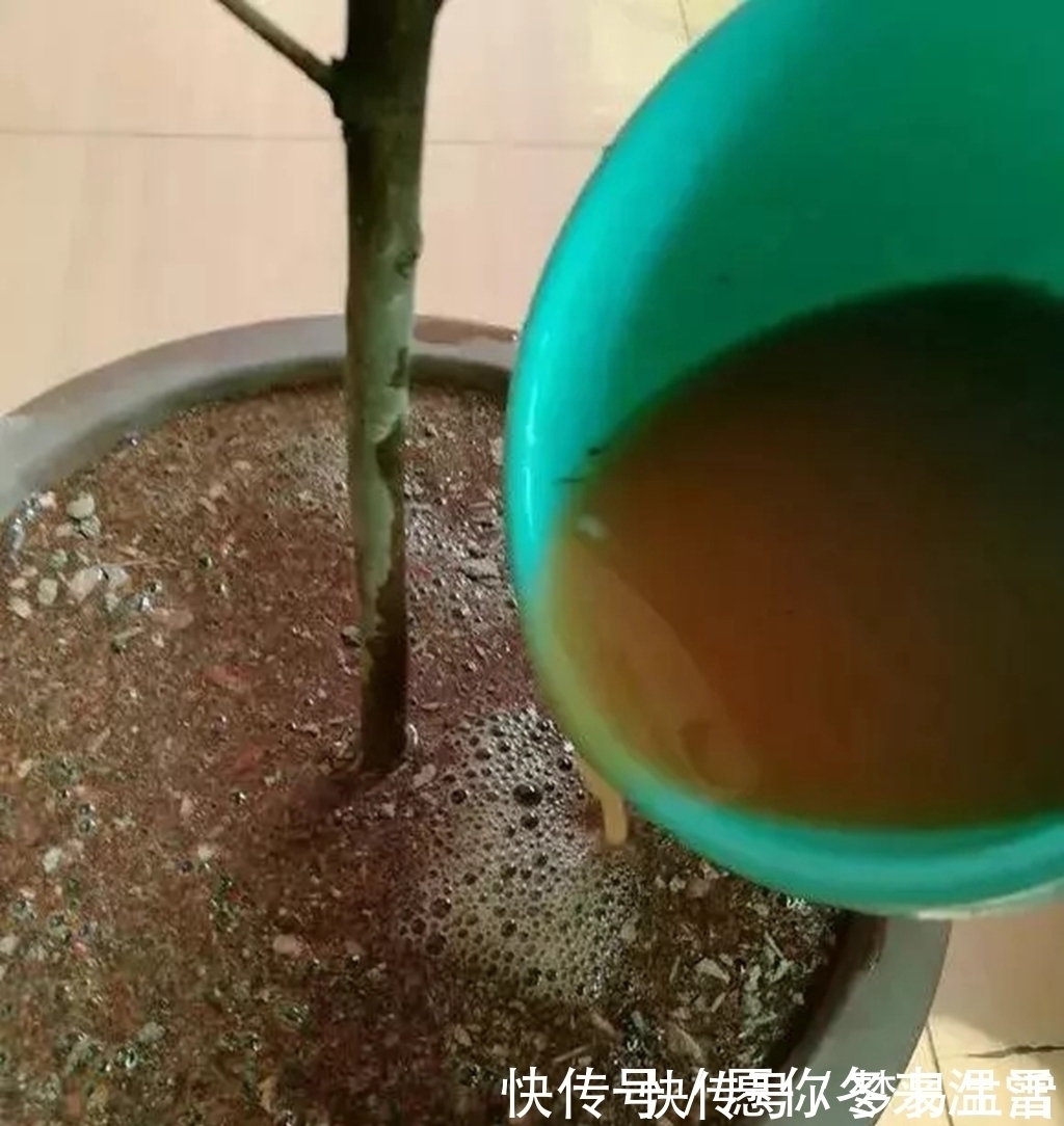 路边挖点土,养花施肥不求人,自制“营养液”,用了“蹭蹭长个”