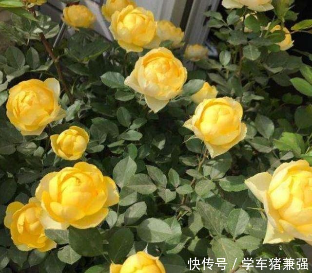 月季花最喜欢这三种肥,这个春夏花开满枝,就看它了!