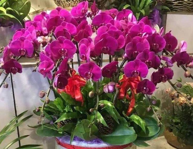 蝴蝶兰|4种花很好养,花开酷似一盏盏红灯笼,养在哪里都爆盆,惹人喜爱