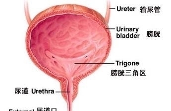 尿频|为什么有些人喝水就想上厕所,有些喝很多却不用上厕所?早知早好