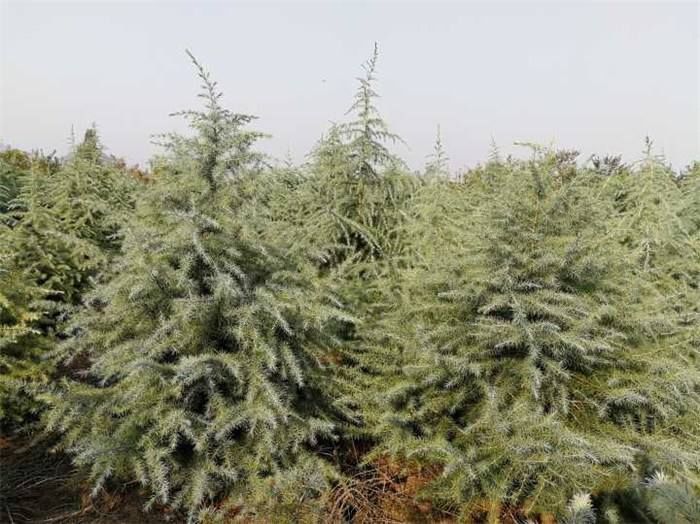 冬至#年末闲吟诗词31首:诗心窃喜三春近，况味怀忧百事忙