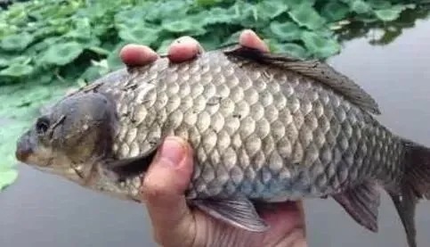 大水域|大鲫鱼生长缓慢很难钓到?掌握方法以后,其实一点都不难