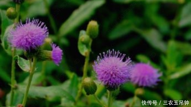 农民朋友|农村一种杂草，一般越拔越多，现在发现是止血效果好的中药材