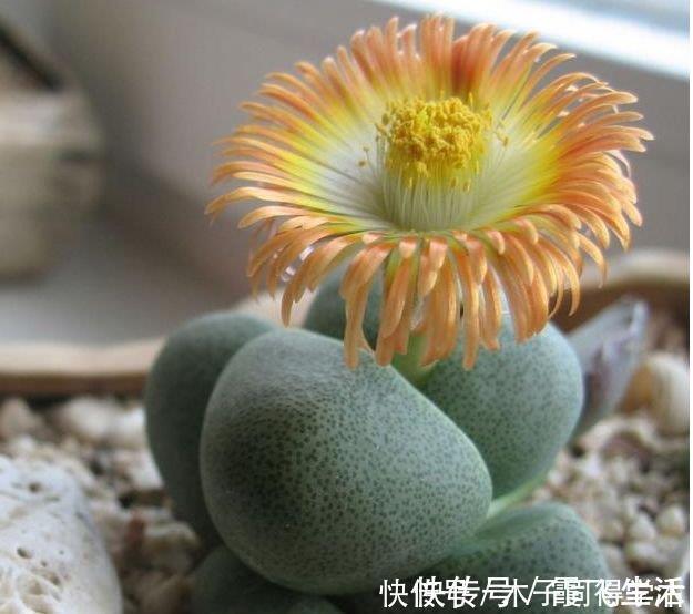 病菌|4种花养家里，空气1级棒，吸甲醛、杀病菌，还有助于睡眠！