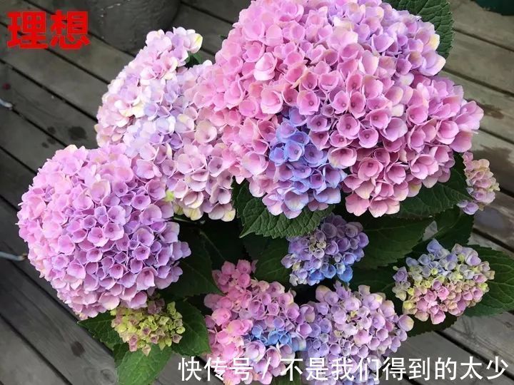 养花技巧最难养的花，买多少死多少，想想就生气！
