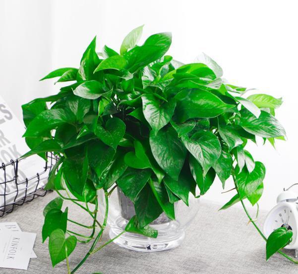 “人养花、花也养人”,6种花养在家里空气好,改善睡眠释放压力