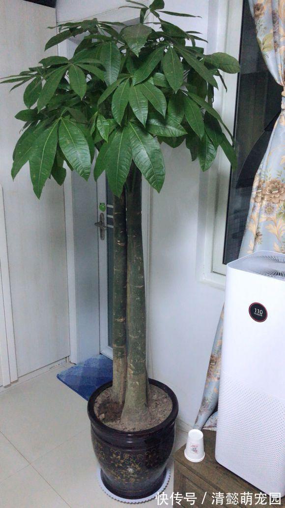 发财树有“三怕两不喜”,难怪怎么都养不活,看了可规避