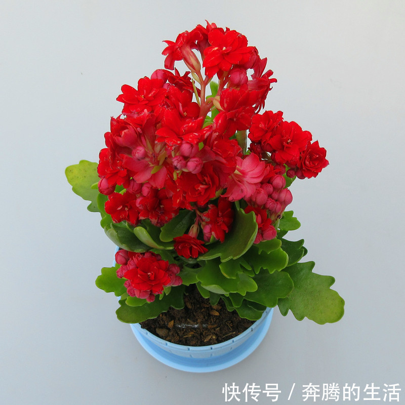 养花|有一种花叫“养不死”,全年开花200天,养在家里全家身体健康