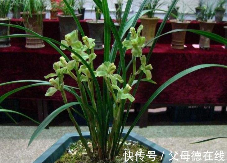 北方养兰花很困难,学会5点小妙招,叶翠绿长势好开花艳