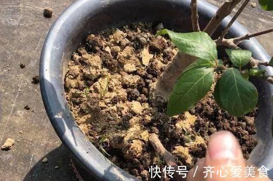 旧筷子、吸管不要扔，插到花盆土里，对植物根好处多多