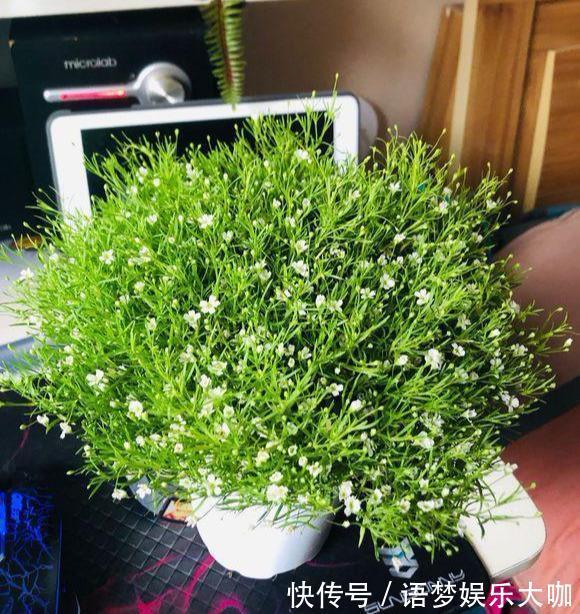 草本植物|阳台养盆“娇气花”,一盆开花1000朵,枝体最娇弱,开花却最多
