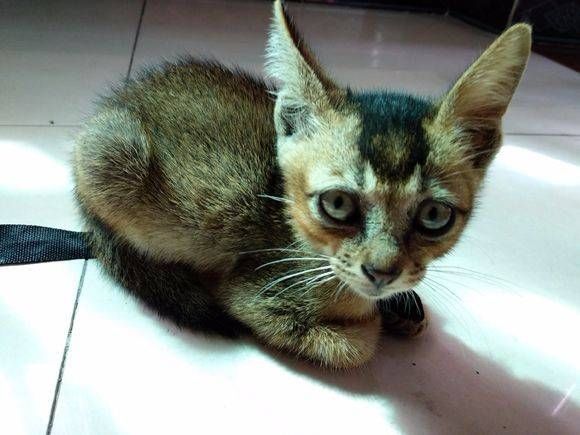 花纹猫是什么品种