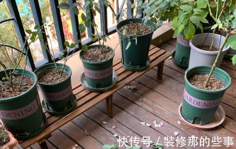 株苗|天气时冷时热，养花别急着干3件事，不然盆栽很难安然过8月