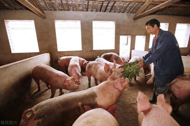 连降|10元猪肉还有多远？肉价连降俩月却还感觉“肉疼”？