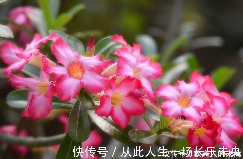 玉树|这6种植株,不浇水反而爆盆,新手赶紧养起来吧