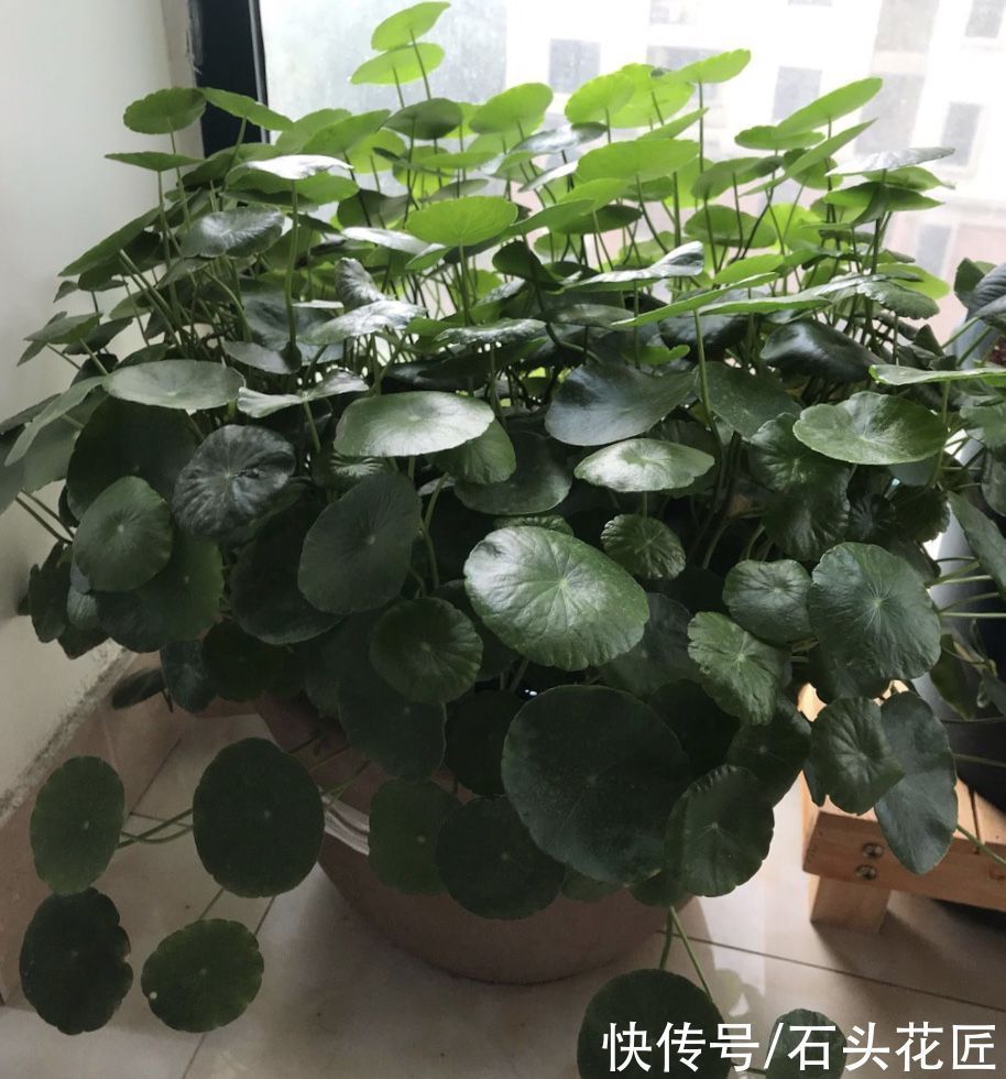 白掌|北方家里“干燥”？冬天养上3种植物，房子湿润、空气好