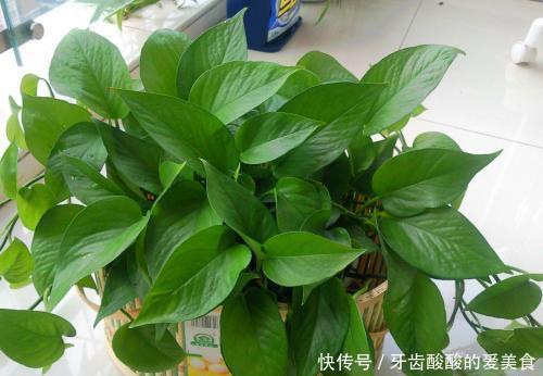 花花|卧室养花选它,人养花花也养人,空气清新改善睡眠,值得拥有!