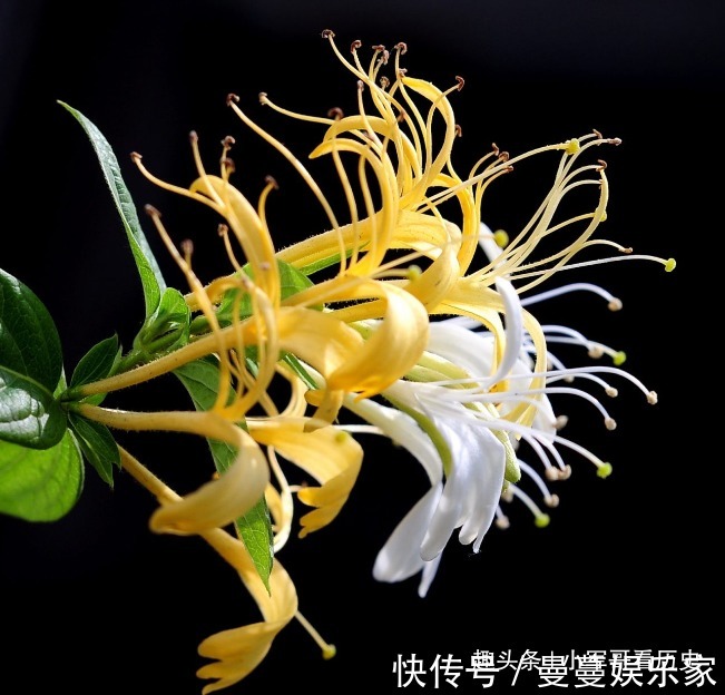 子风藤|此花为夏季解暑必备,迷人优雅小巧别致,寓意着成双成对不分开