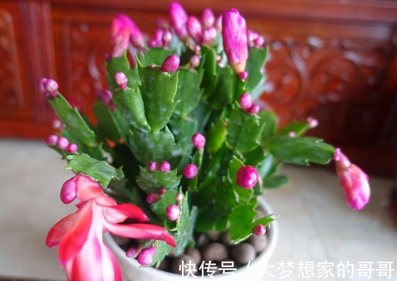 “花苞满头”的蟹爪兰有“5怕”，难怪总是掉花苞