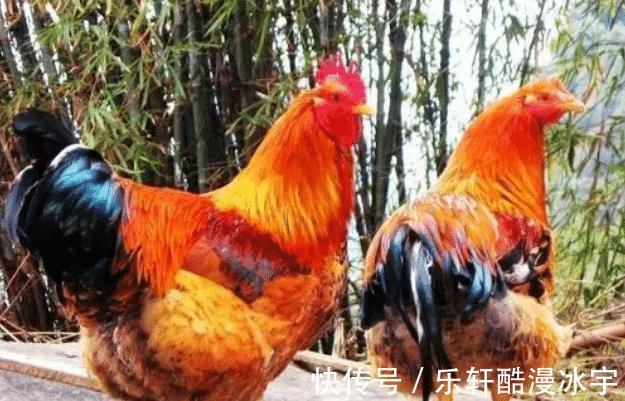 鲜美|伏天要多吃鸡肉，试试3种做法，清爽鲜美，营养滋补，家人胃口好
