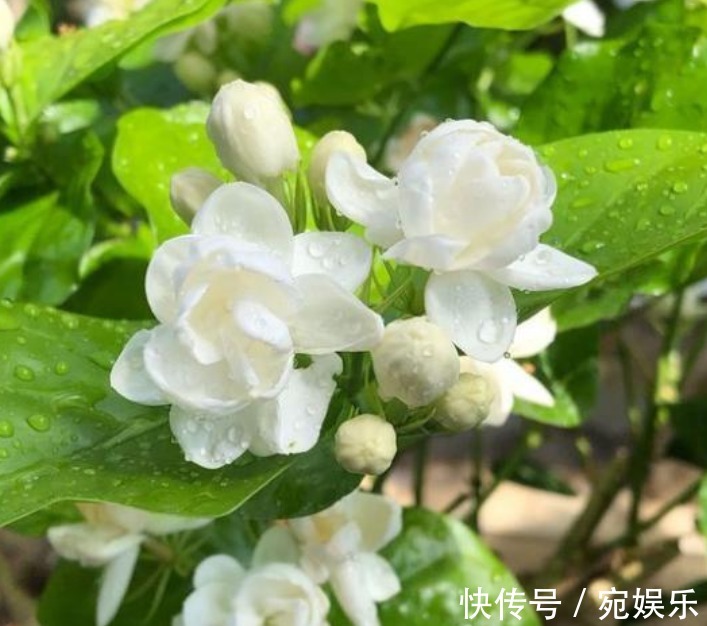 五角星花|现在就养“3种花”,越热开花越多,养护简单漂亮,大家都抢着买