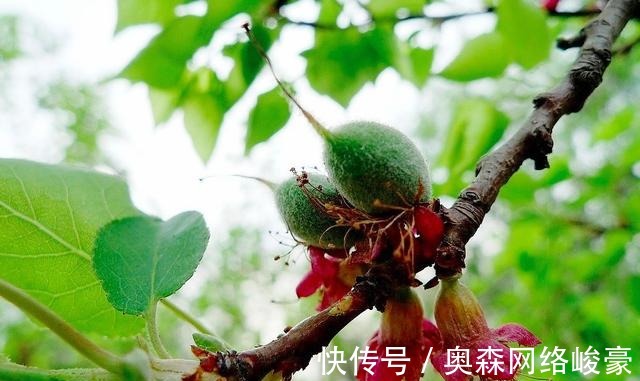 多情|苏轼最经典的一首词,其中一句的意思我们误会了千年