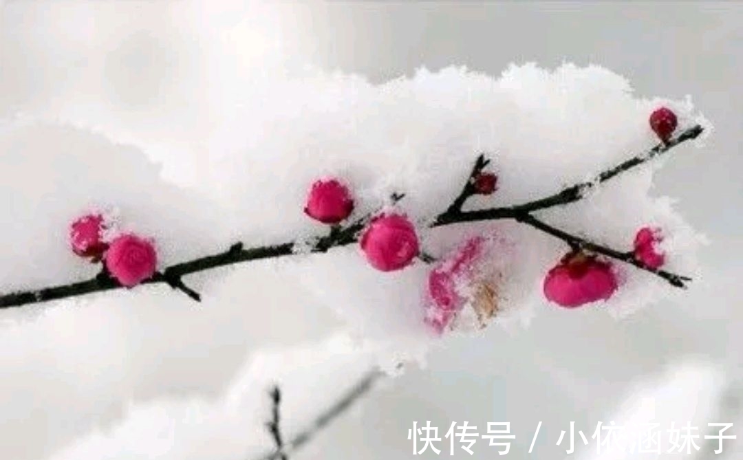 雪银！征联：梅骨几何？雪银十万芳心动，征对下联，并上期应征对联欣赏