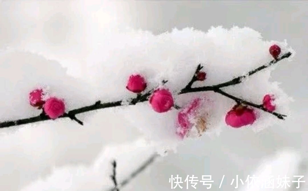 雪银!征联:梅骨几何?雪银十万芳心动,征对下联,并上期应征对联欣赏