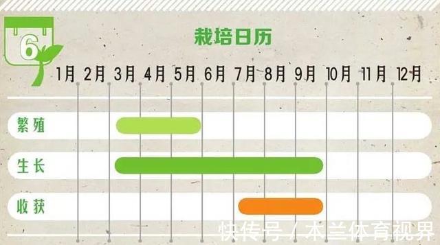 阳台上|懂石榴,栽石榴,边赏边玩6步骤完成石榴栽种全步骤