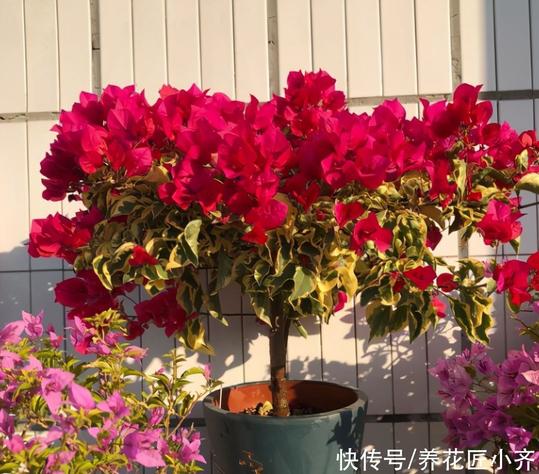 家中光照弱，3种花不要养，因为养了也不开花，它们喜欢强光照