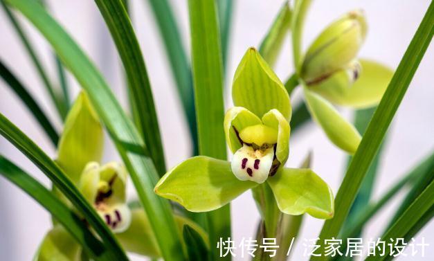 花草|有这4个爱好的人，不适合养兰花，劝你别白费功夫