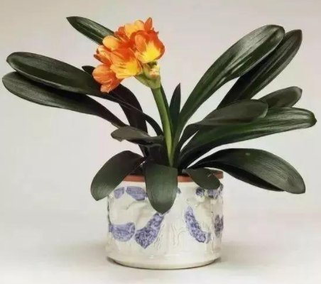 花生壳|养君子兰,学会使用这3种肥料,家家都有,促生长根系壮