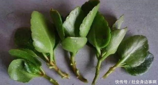 长寿花扦插有技巧，不生根是因为这一点你做错了！