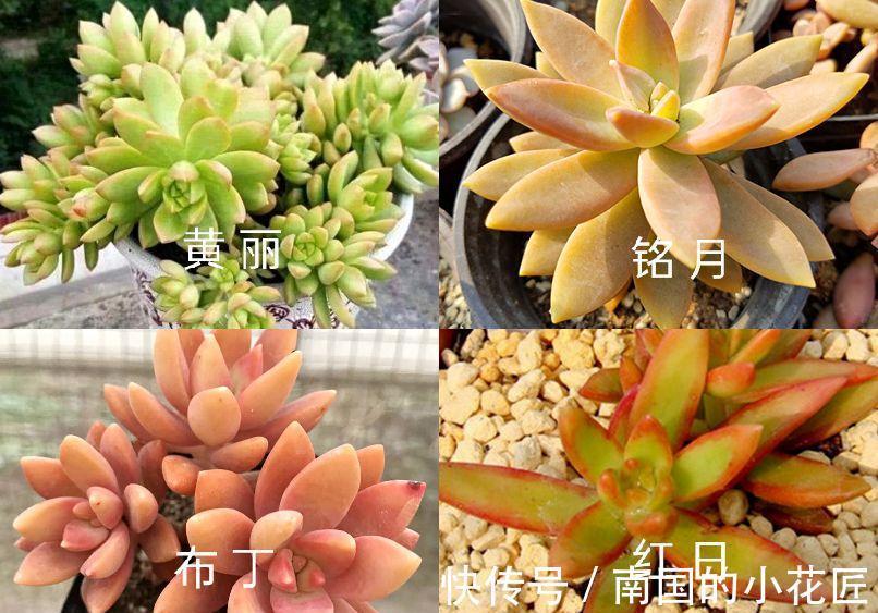 落日余晖|多肉红日叶色温暖而明媚,总给人落日余晖般的美感