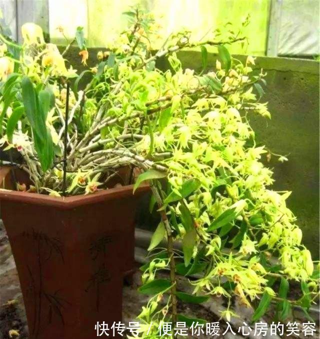 铁皮石斛|4种“名贵中药”做盆景,一养就是30年,土豪出价“5万”都不卖!