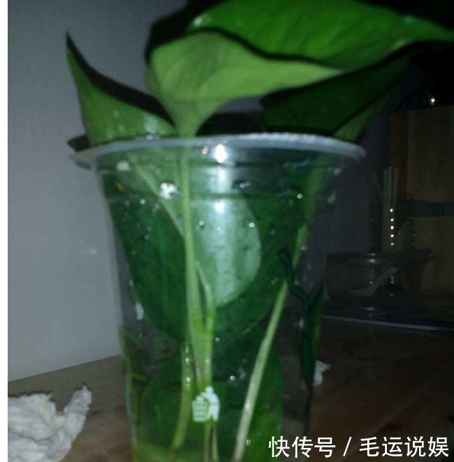 以下花根本不用买,落地生根,1片叶子就是1盆花!