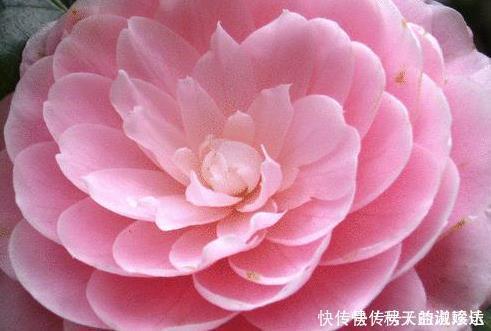 最难养的三种花,遇见了千万要避免,新手慎重