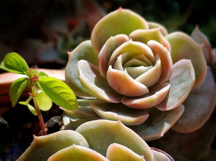 成长|与多肉一起走过的日子,见证多肉的成长过程!