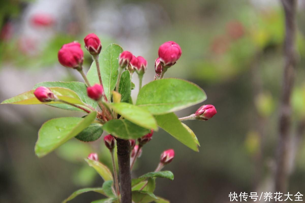 新买来的花，一上来就晒，花苞全掉光