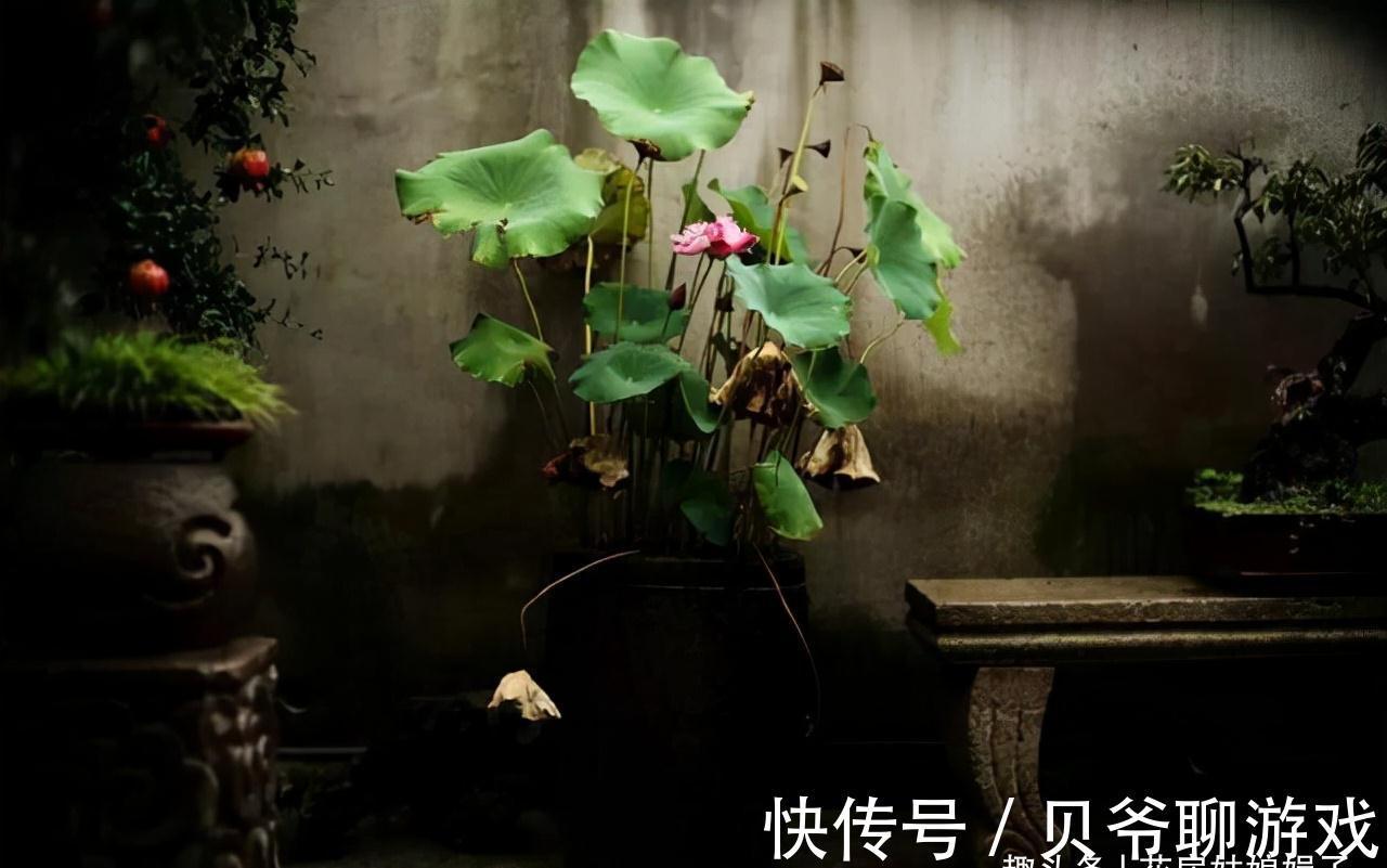 养花人都该学会的4项技能，养花方便还能省钱，轻松提升养花经验