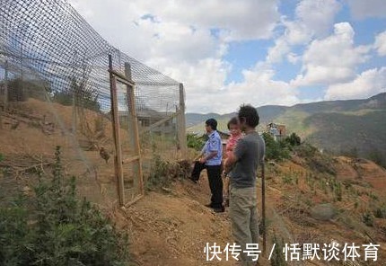 野味|野味之王,曾经霸占山头数不清,现一斤200元老稀罕了!