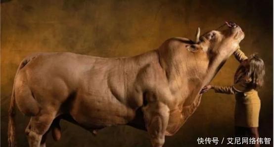 牛群|当初那头因“史泰龙身材”走红的肌肉牛,被成为网红后,结果怎样了