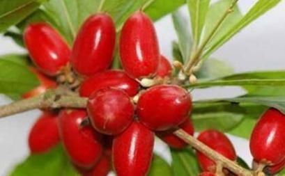 农村此种野果,老人食了降三高,女性食了排毒