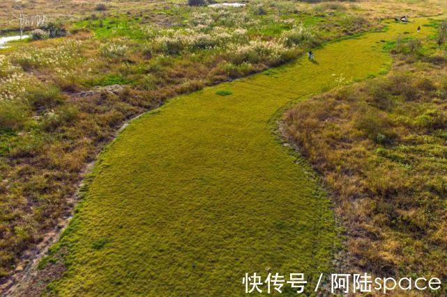 芦苇|杭州城北有块地荒废了很多年，今年秋天终于生出一片芦苇花海