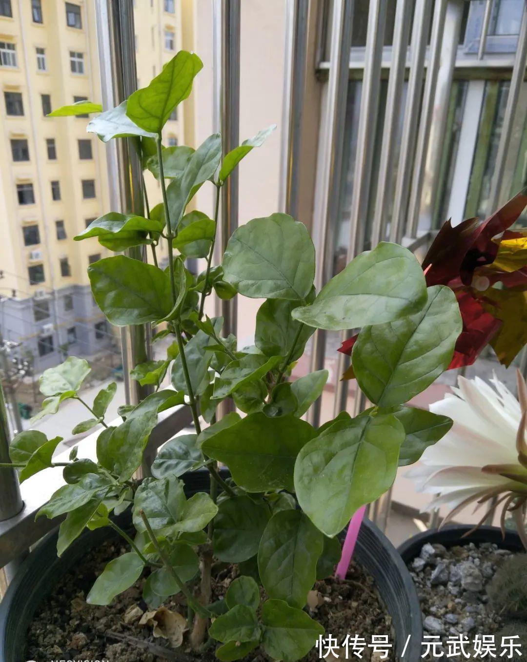 压条|养花技巧:给花切个小口子,埋土里100%生根,根本不用扦插!