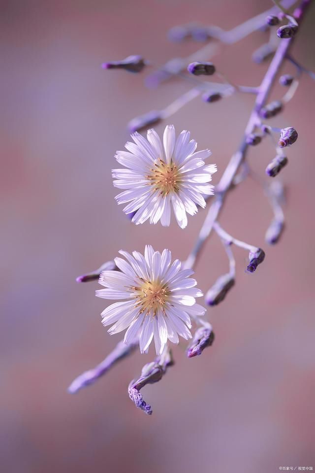 满身|野花诗词29首:无名也得争香艳，招引蝶蜂香满身