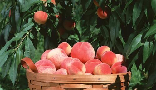 膳食纤维|桃子营养价值虽然高,但是也要注意3大忌,为了健康,不要忽视